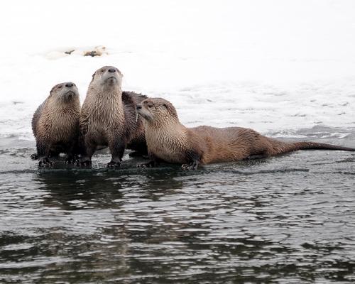 Otters along the Yellowstone River