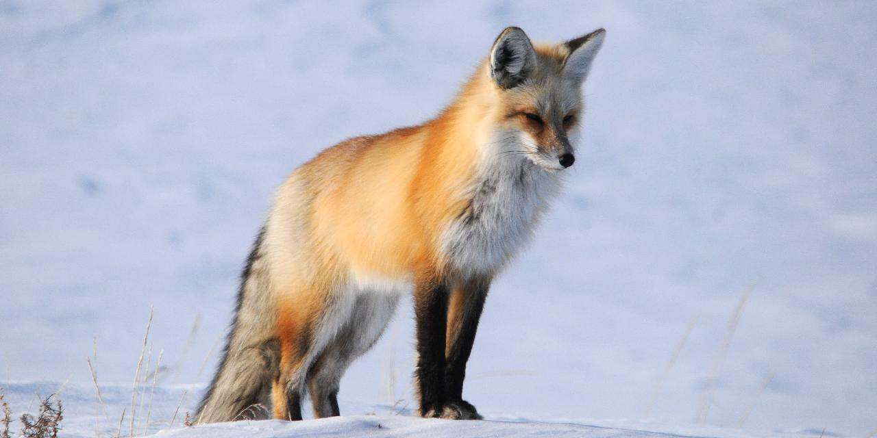 A Red Fox Hunting for Mice Under the Snow